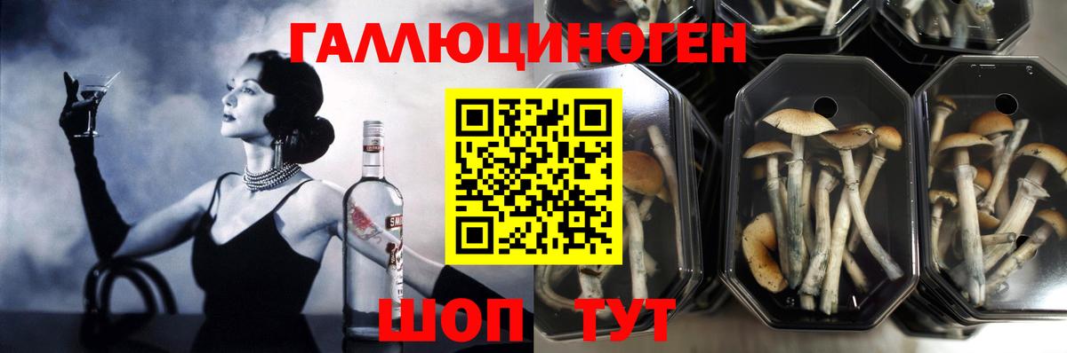 Долгопрудный  Псилоцибиновые грибы Psilocybe  Вход с VPN 